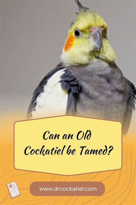 Reasons Why Your Cockatiel Is Losing A Lot Of Feathers Artofit