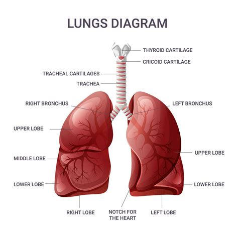 Human Lungs Anatomy Chart Vector Illustration Isolated Vector