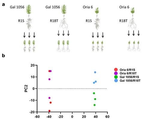 Grafts Analyzed Combining Drought Tolerant T R18t And Download Scientific Diagram