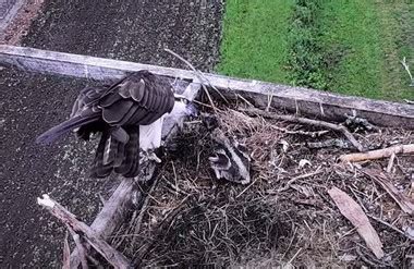 Osprey Cam | Minnesota Landscape Arboretum