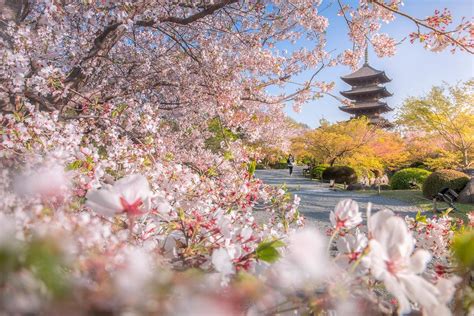 Toji temple | Desktop pictures, Enjoy nature, Landscape photography