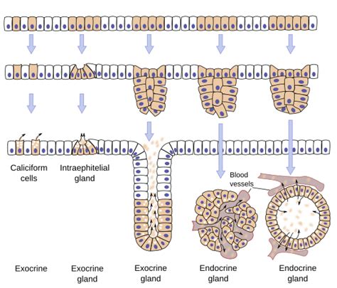 Epithelial Tissue - Definition, types, functions, examples