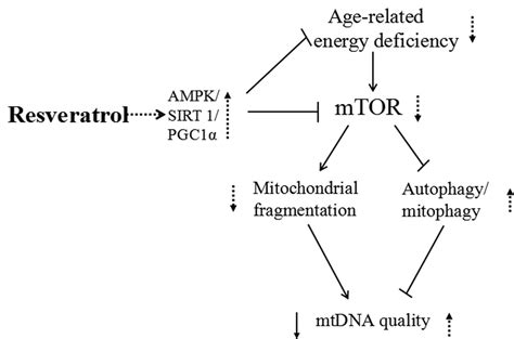 Exploration Of Age Related Mitochondrial Dysfunction And The Anti Aging