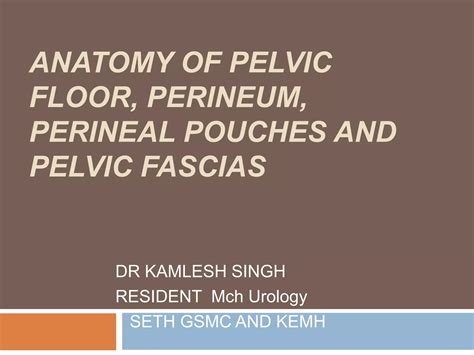 Anatomy Of Pelvic Floor Perineum Perineal Pouches And Its Fascia Ppt