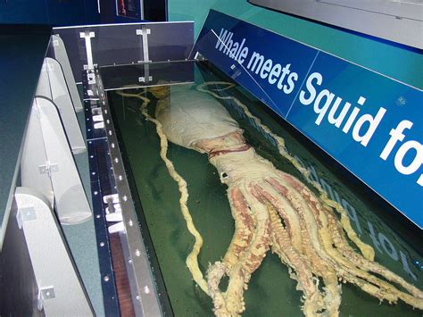 File:Giant Squid, Melbourne Museum.jpg - Wikimedia Commons