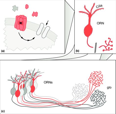 Olfactory receptors are part of the olfactory information processing ...