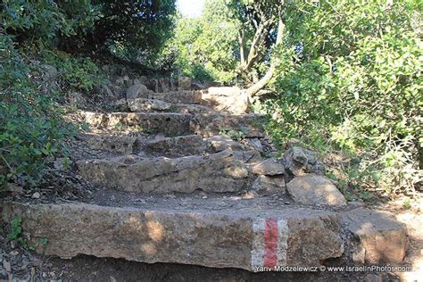 Travel | Flowers in Israel: Mount Meron Peak Trail