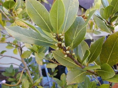 Nature And Farming Bay Leaf Bay Laurel Growing Guide