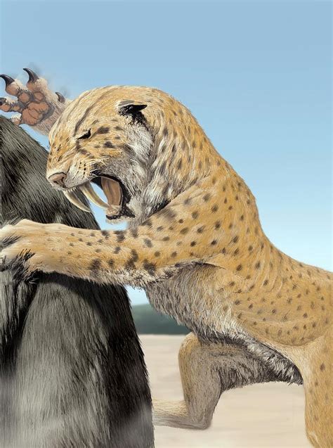 Sabre-toothed Cat Photograph by Jaime Chirinos/science Photo Library ...