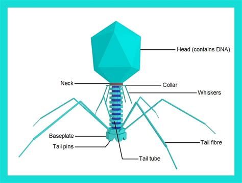 Diagram Of Virus With Label