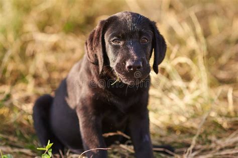 Portrait Dun Chiot Mignon De Labrador De Couleur Noire Image Stock