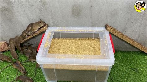 Simple Mousetrap With A Bucket Of Water 🐭 15 Mice In Trapped One Night