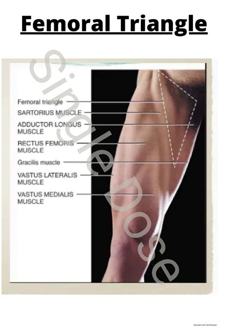 SOLUTION Femoral Triangle Anatomy A Complete Study Guide Studypool