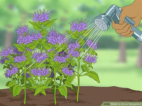 How To Grow Bergamot 8 Steps With Pictures Wikihow