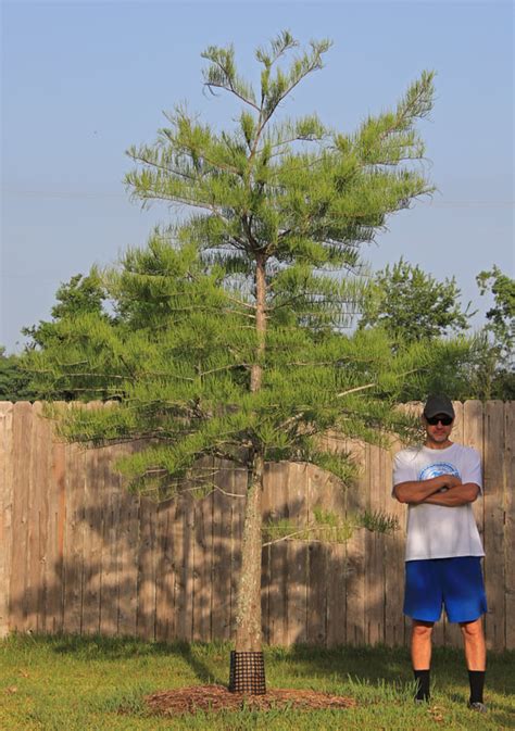 Pond Cypress tree - Southern Native Trees