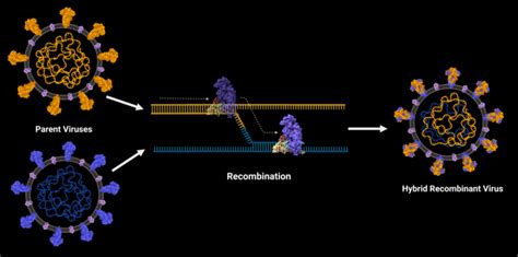 Press Release Illustration Upd [image] Eurekalert Science News Releases