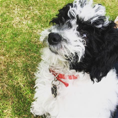 Black and White Cavapoo Puppy in the Grass