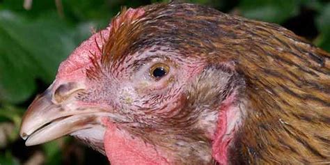 Mycoplasma In Chickens Everything You Need To Know, 40% OFF