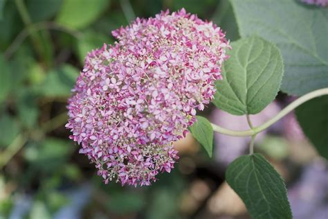 Hydrangeas For Zone 3 Gardens: Caring For Hydrangeas In Cold Climates | Gardening Know How