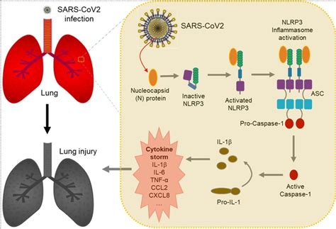 我院吴建国团队揭示新冠病毒n蛋白激活炎症小体和导致器官损伤的分子机制