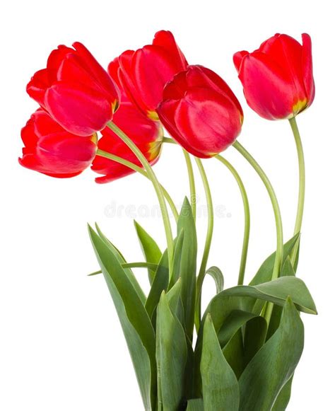 Red tulips bouquet stock photo. Image of backgrounds - 23160650