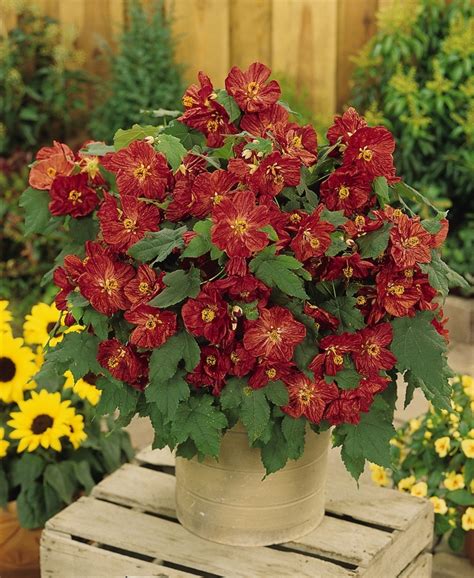 Abutilon Bella Red Flowering Maple Garden Center Marketing