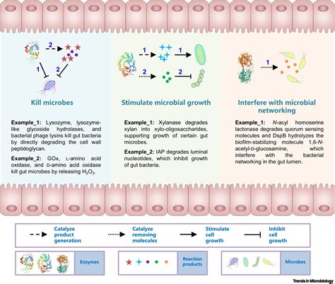 Exploiting Enzymes As A Powerful Tool To Modulate The Gut Microbiota