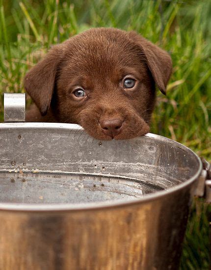 77 Chocolate Lab Puppies. ideas | lab puppies, puppies, chocolate lab ...