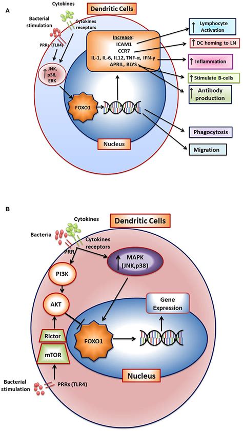 Frontiers Mucosal Immunity And The FOXO1 Transcription Factors