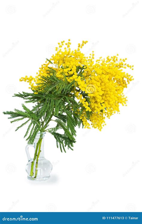 Beautiful Mimosa Flower Blossom In Glass Vase Isolated On White