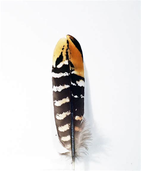 Pheasant Feathers Bird Feathers Wholesale Feathers Pheasant Quill ...