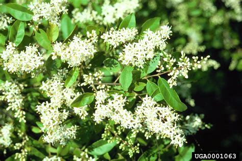 Chinese Privet Ligustrum Sinense Lour