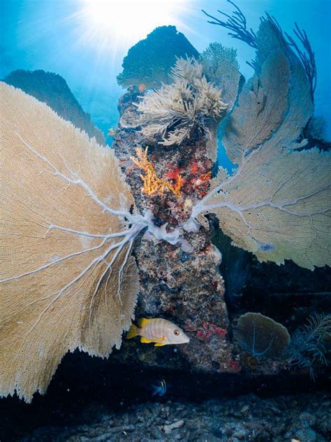 Scuba Diving In Key Largo Worlds Of Corals Christ And Wrecks