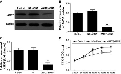 Knockdown Of Amot Inhibited Mg 63 Cell Proliferation Notes A The