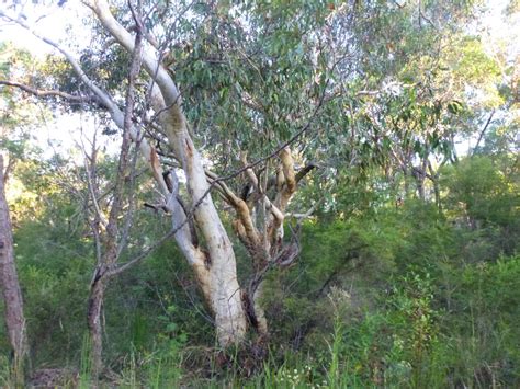 Top Ten Large Australian Trees | Gardening With Angus