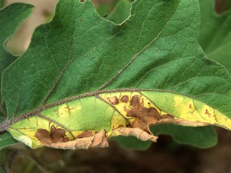 Brinjal Eggplant Pests And Diseases Identification And 4 Tips How To