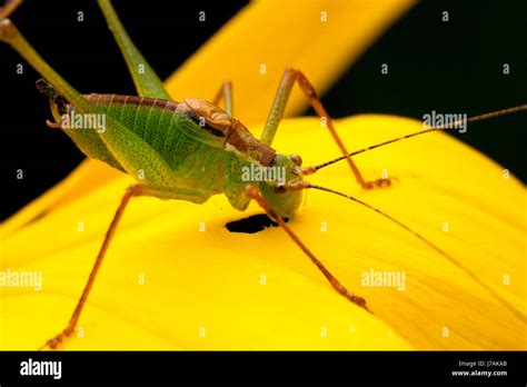 eat grasshopper on Stock Photo - Alamy