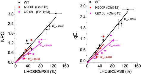 In Vitro And In Vivo Investigation Of Chlorophyll Binding Sites