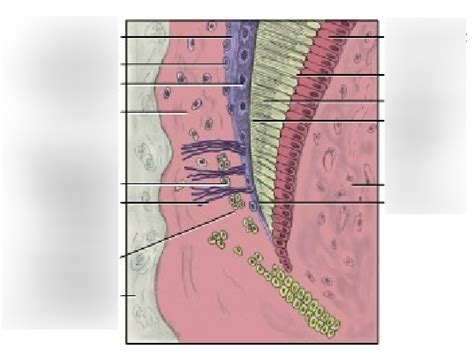 Cementum Development Diagram Quizlet