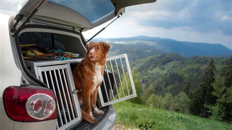 So Musst Du Deinen Hund Im Wohnmobil Sichern