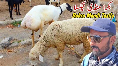 Friday Bakra Mandi Taxila Latest Update July Turkey Dumby