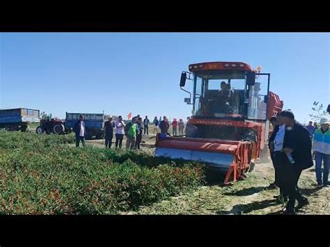 Chili Harvester Paprika Picker Hot Pepper Harvest Youtube