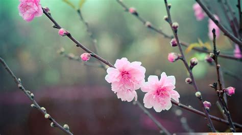 Japanese Cherry Blossom Desktop Wallpaper - WallpaperSafari