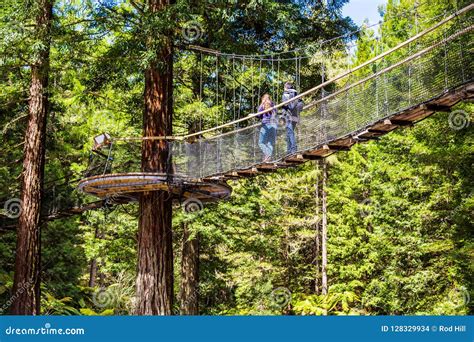 Redwoods Treewalk - Rotorua Editorial Stock Image - Image of treewalk, bridge: 128329934