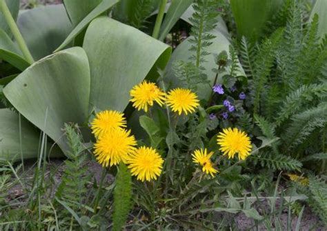 How To Control Weeds In Your Flower Garden