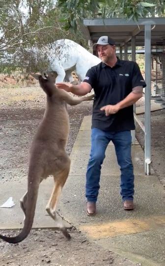 Us Tourist Fights Kangaroo At A Perth Wildlife Park On Tiktok