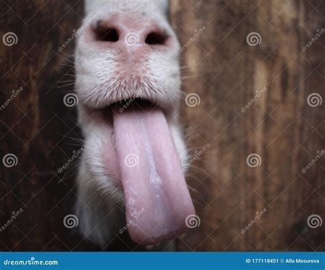 White Goat Sticks Its Tongue With Its Muzzle Over The Fence Funny