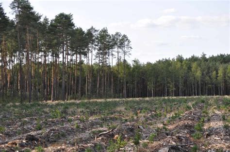 Do skutecznej ochrony lasów Sozosfera ochrona środowiska