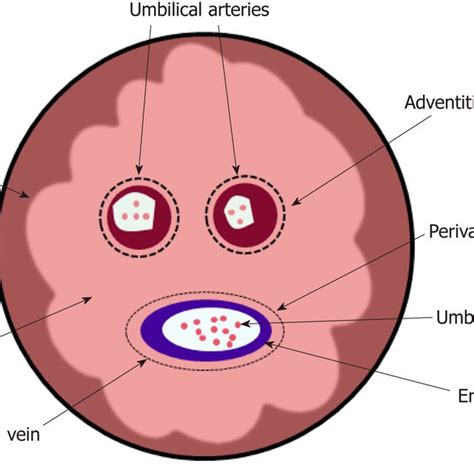 Process Of Hepatic Stellate Cells Activation Hsc Hepatic Stellate Download Scientific