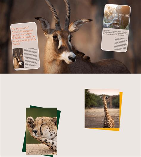 African Wildlife Foundation :: Behance